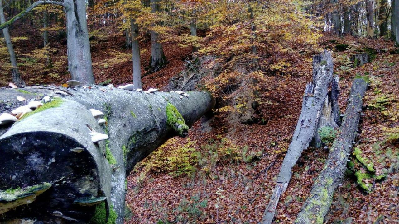 Bobrowa Przystan Villa Czechyn Luaran gambar